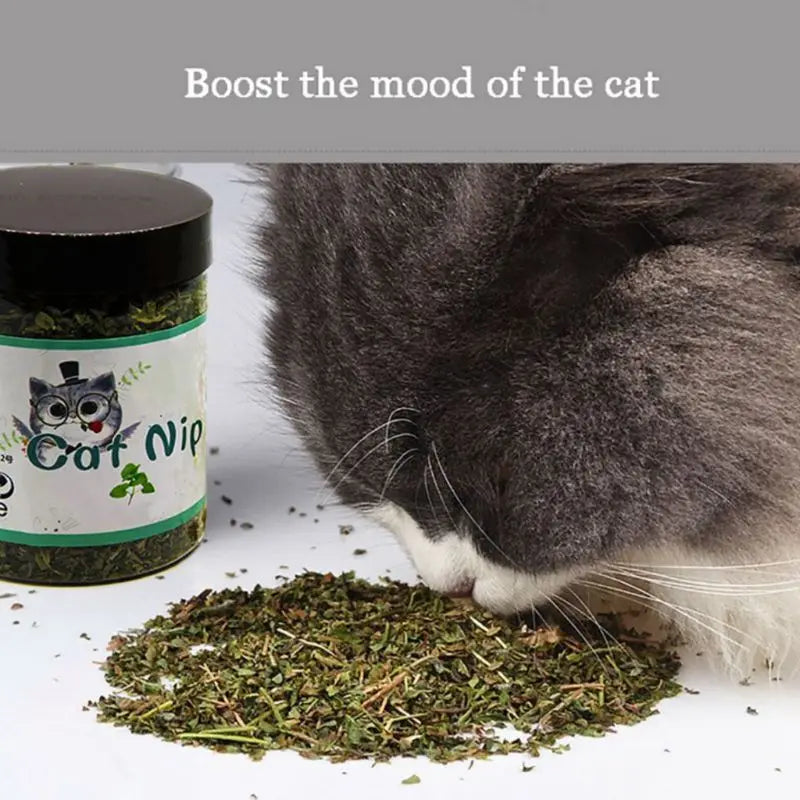 Premium Natural Catnip Leaves for Cat, Mint Treats, Pet, Kitten D, Selected for Fresh, 10g, 20g, 30g